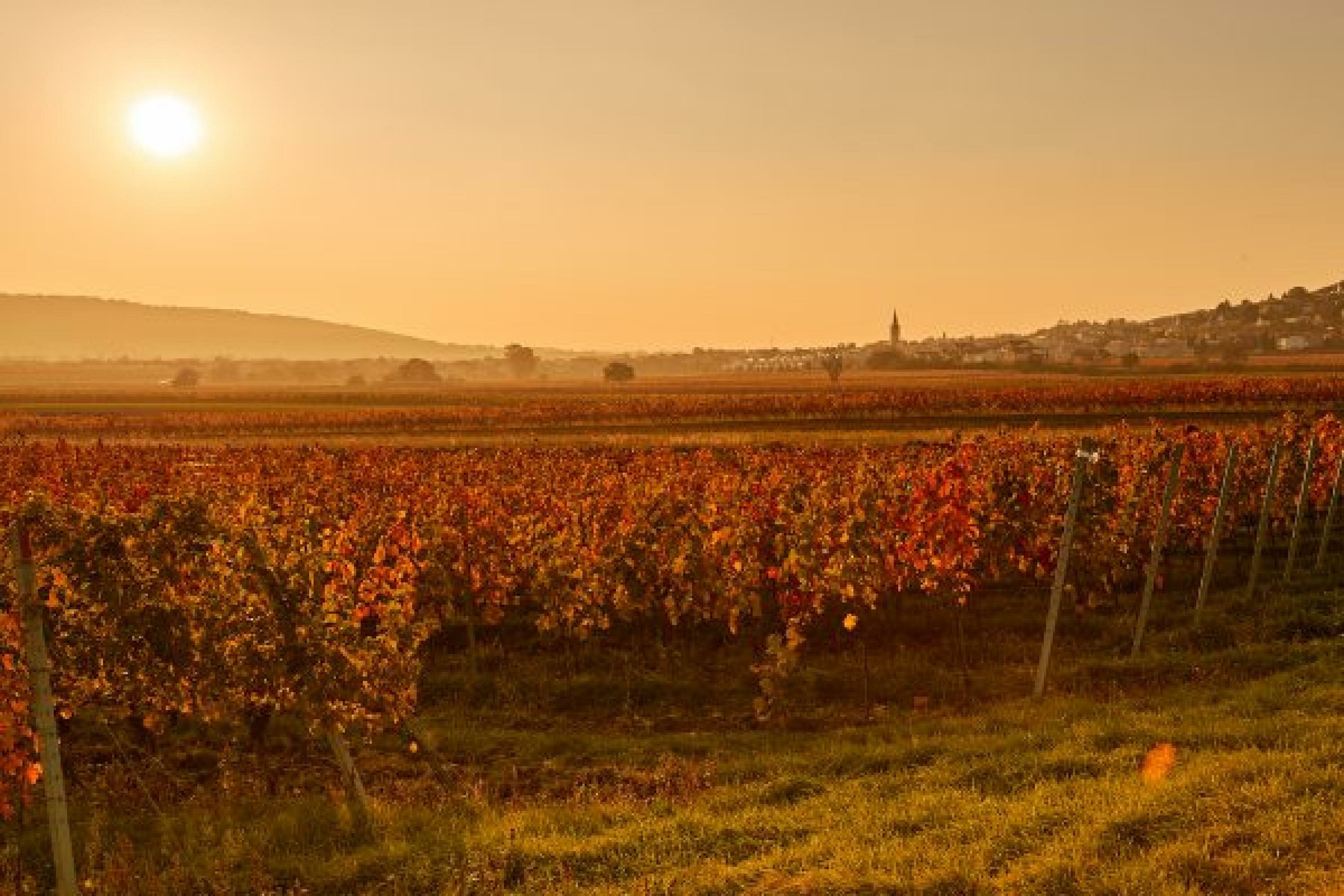 Winery Tinhof Cover Foto