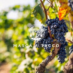 Masca del Tacco Avatar